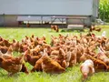 Huelmann´s Eierschöppken in Salzbergen Ortsteil Bexten Huelmann´s Eierschöppken in Salzbergen Ortsteil Bexten